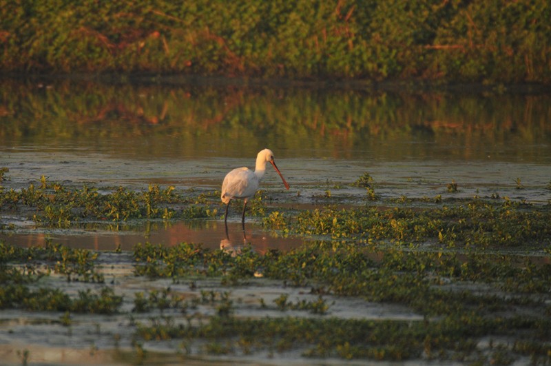 la mia prima spatola